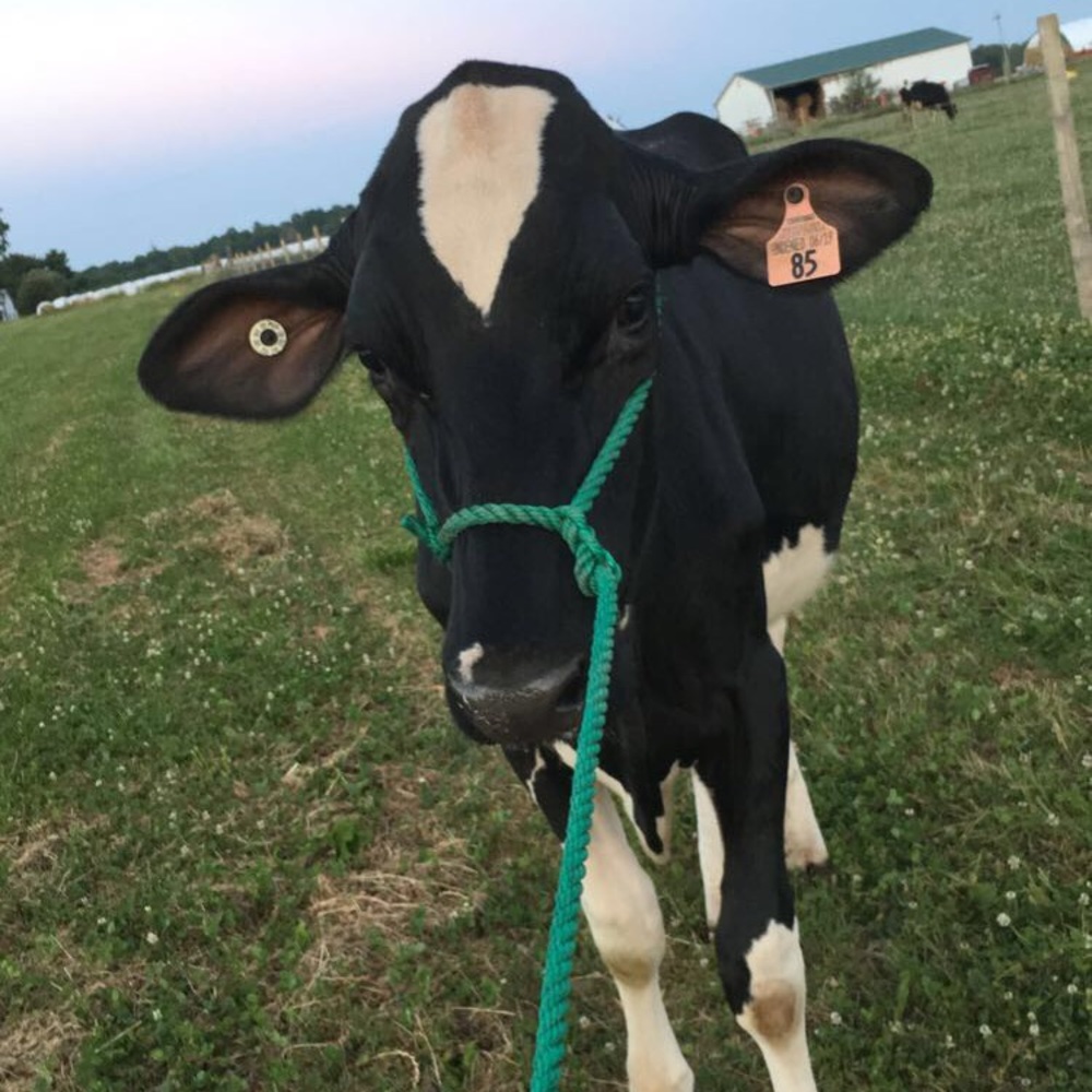 Meet your Posher, Kayla